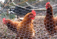 US introduces ‘understandable’ poultry restrictions