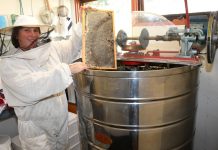 Getting a buzz out of bees