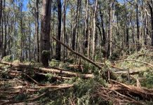 Wright Forest storm cleanup underway amidst logging concerns
