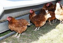 Avian influenza detected at sixth property