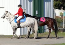 King’s Birthday re-run for Cup