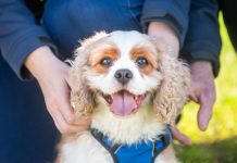 Pet registration reminder