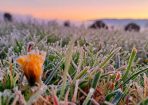 IcyMorn_417412_01.jpg