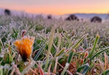 Icy mornings captured by residents
