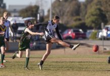 Kangaroos on the hop