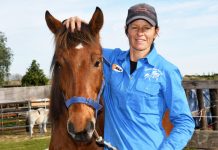 Tender training for wild horses