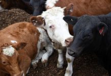 Longwarry saleyards ready for next step