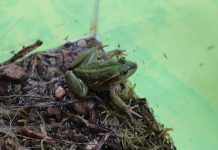 Frog ponds built for new Kooweerup Road