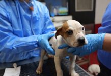 Pets bitten by cost of living