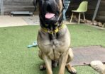 Dogs_451608_02
