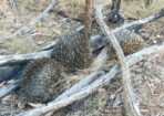 echidna_346841_02