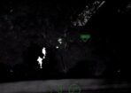 Carchase_473803_02