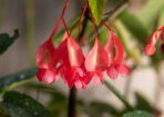 Garden_473401_06