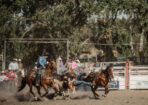 rodeo_473538_05