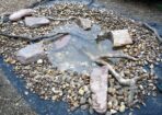 frogs_474041_01