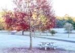 frost_480592_04
