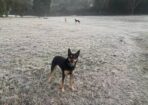 frost_480592_14