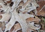frost_480592_21