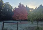frost_480592_24