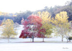 frosty_480028_02