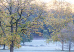 frosty_480028_03