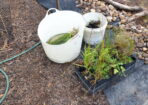 otlfrogs_474437_28