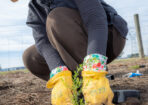 planting_475288_03