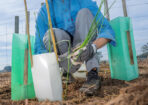 planting_475288_04