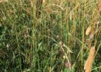weeds_479544_01