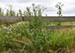 weeds_479544_02