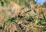 weeds_479544_03