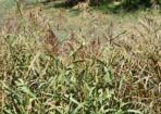 weeds_479544_04