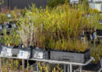 OTLweeds_481485_15