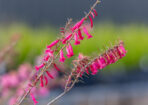 OTLweeds_481485_17
