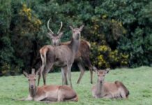 Deer control continues in Cardinia