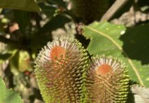 Banksia Festival at your local garden