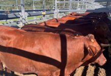 Labor’s beef trade decision with USA needs independent review