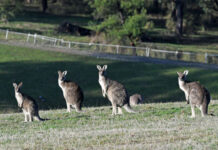 Kangaroo slaughter stirs call for action