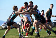 Seagulls steal the spotlight