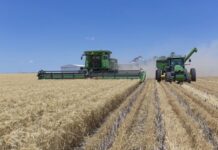 Urea use for boosting winter growth