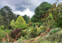 Emerald’s Telopea Gardens open to the public