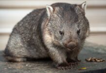 Charges laid for Venus Bay Wombat deaths