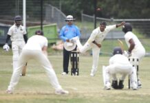 Proud Lions digging in the claws