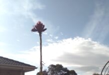 About Town: Rare plant flowers, new Pakenham podcast to air