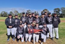 Young Puma cubs pounce
