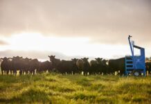 Financial year 2025 delivers historic highs for Australian beef, lamb and mutton production