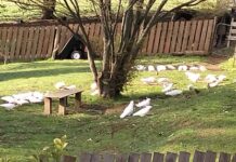 Emerald residents demand feeding signs