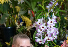 Orchids spring at Berwick show