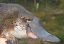 Two platypus found dead in traps