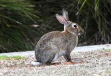 Pest management crucial for Casey as rabbits run rampant